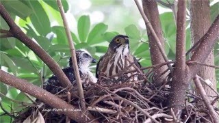 鳳頭蒼鷹育雛記錄