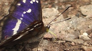 Purple Emperor (Male) Bentley Wood 04/07/2015