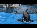 2019 04 14 朝のシャチプール@名古屋港水族館