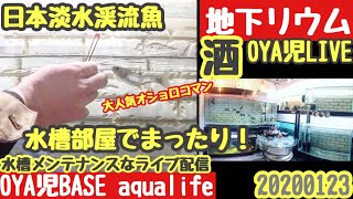 【OYA児LIVE 】もぐもぐタイム！今宵は水温9℃渓流魚水槽部屋の水換えメンテライブ配信／アクアリウム、日本淡水魚、渓流魚、金魚、らんちゅう、OYA児BASE【地下リウム】20200123