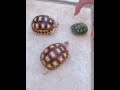 tortoise and turtle 蘇卡達 象龜 黑皮頑皮 巴西龜😱