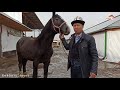 кокбору_спорт аламан_улак🏇🏇 Польша Германия Эвропадан келген аттардын баалары канча