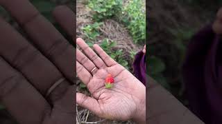 🍓സ്ട്രോബറി😱തിന്നാൻ പോയ ഞാൻ😋 #idukki  #travelvlog  #creator2creator #food #1klikes