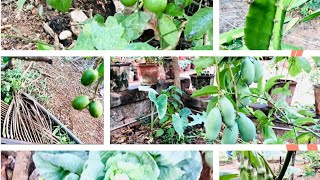 🍃ENTE UPPANTE VEGETABLE GARDEN 🍃🍁✨||gardening #vegetablegarden