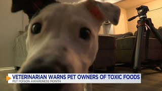 Veterinarian shares tips to keep your furry friends out of harm's way during Pet Poison Awareness