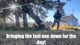 Farmer and arborist finish off the tree job!