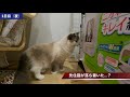 【ラグドール】二匹目の猫がやってきた 1日目【多頭飼い】