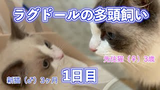 【ラグドール】二匹目の猫がやってきた - 1日目【多頭飼い】