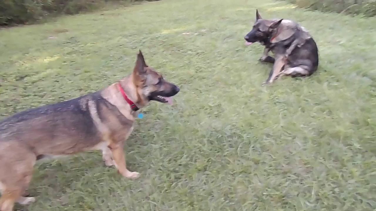 What To Expect During The German Shepherd'S First Heat And Cycle ...