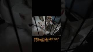 【トビ三毛猫】シロちゃん　始まりの時6　2022.05.15～2022.05.20