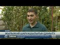 Астаналық кәсіпкер жылыжай көлемін ұлғайтпақ