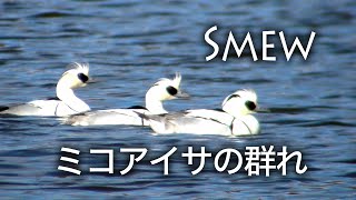 野鳥観察・ミコアイサの群れ / Mergus albellus / Smew