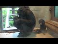 チンパンジー 双子の赤ちゃん chimpanzee twin baby カラン＆コエ 東山動物園 part4