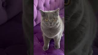 So you think British Shorthair cats are cute? Check this! 😼#britishshorthair