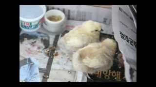 Silkie Chick Diary 병아리 일기 12-0429 -4