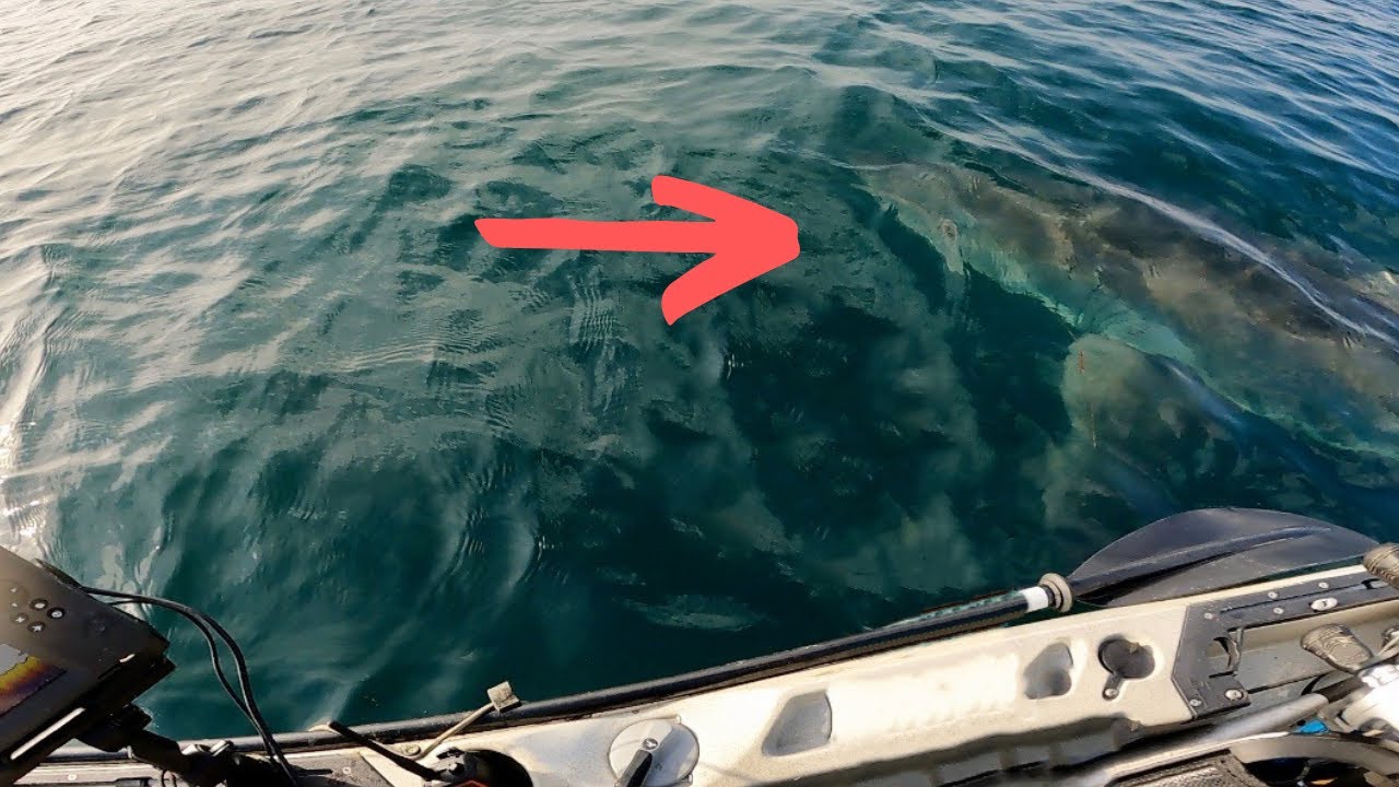 POV: GREAT WHITE SHARK CIRCLES YOUR KAYAK - YouTube