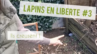 LAPINS EN LIBERTE #3 : Terriers et grattages