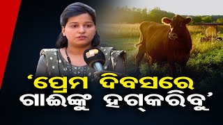 ‘ପ୍ରେମ ଦିବସରେ ଗାଈଙ୍କୁ ହଗ୍‌ କରିବୁ’ | Odisha Reporter