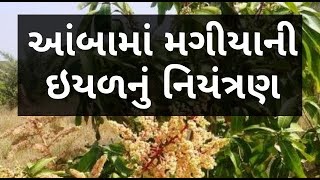 આંબામાં મગીયાની ઇયળ | Mango Farming | Agriscience