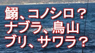 【遠州釣り倶楽部】静岡県御前崎港！マイワシやコノシロが大漁！ナブラや鳥山が！それに群がるブリ、サワラ、シーバス