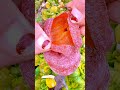 Fruit farm fruit cutting amazing reel #fruit #trending #fruitcutting