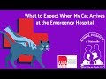 What to Expect When My Cat Arrives at the Emergency Hospital