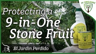 How To Care For A Multi Grafted Fruit Tree | featuring @eljardinperdido