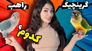 طوطی راهب یا گرینچیگ؟🤩 کدوم طوطیو بخریم؟باورت نمیشه از نتیجه...