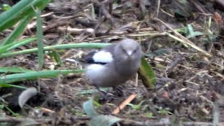 20221126 / 萬華華江雁鴨自然公園 / 灰背椋鳥 (雄；噪林鳥)