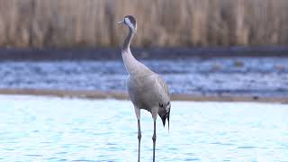 4K Żurawie ze stawów / Cranes from the fish ponds / Grus grus