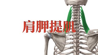 肩胛提肌 Levator scapula muscle