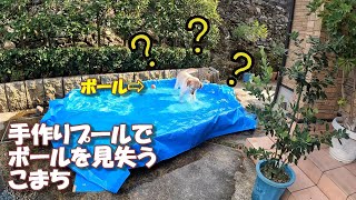 水遊びでボールをすぐに見失うラブラドールレトリバー【こまちの日常動画】