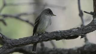 Eastern Wood-Pewee Singing