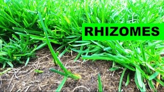 Elite Kentucky Bluegrass Rhizomes