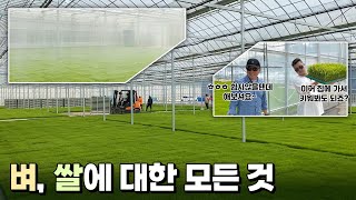 [퍼밋] 벼가 쌀로 밥상에 올라 오기까지 과정- 벼 재배 과정 및 노하