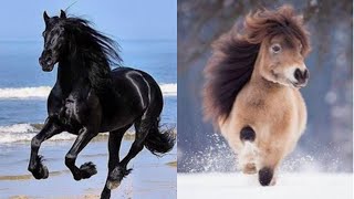 Cute/Funny horse TikTok's