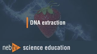 Kid Science - DNA extraction