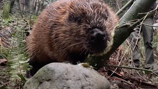 Filbert and Maple Have a Treelay Race | Beaver Branch Challenge