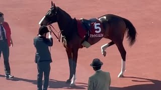 アカイトリノムスメ　馬体検査の様子。痛めた個所をかばう素ぶりが痛々しい（2022.04.09 阪神牝馬ステークス G2 阪神競馬場）