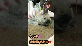 うさぎ🐰 の換毛期💛#rabbits #多頭飼い #換毛期