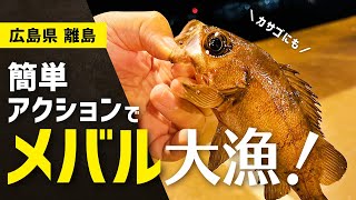 メバリングシーズン到来！広島県の離島でヒラメが釣れないのでメバリングをしてみました。カサゴも釣れるかも