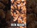 간단하게 여왕벌 날개 자르는 방법 honeygarden_꿀뜨락 양봉 일기 양봉 귀농 a korean beekeeper s blog