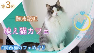 難波駅近の映え猫カフェ！ラグドールさんから#関西猫カフェめぐり 配信【第3回】