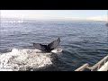 10.21.24 Humpback Whales