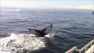 10.21.24 Humpback Whales