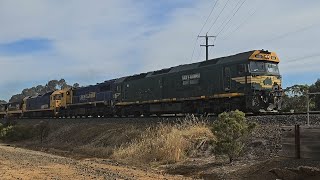 7731V PN down empty grain (G539, X50, BL31), Geelong to Dimboola, 1810, 19/1/25, Stawell East VIC