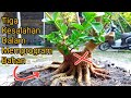 Khusus pemula, kesalahan dalam memprogram bahan bonsai