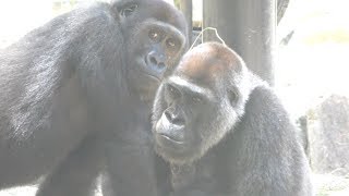 【京都市動物園】ゴリラの赤ちゃんとママ、時々ゲンタロウが　Gorilla baby and mom, sometimes Gentaro