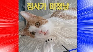 정신줄 놓은 집사 참교육하는 고양이