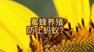 蜜蜂养殖怎样防止蚂蚁？